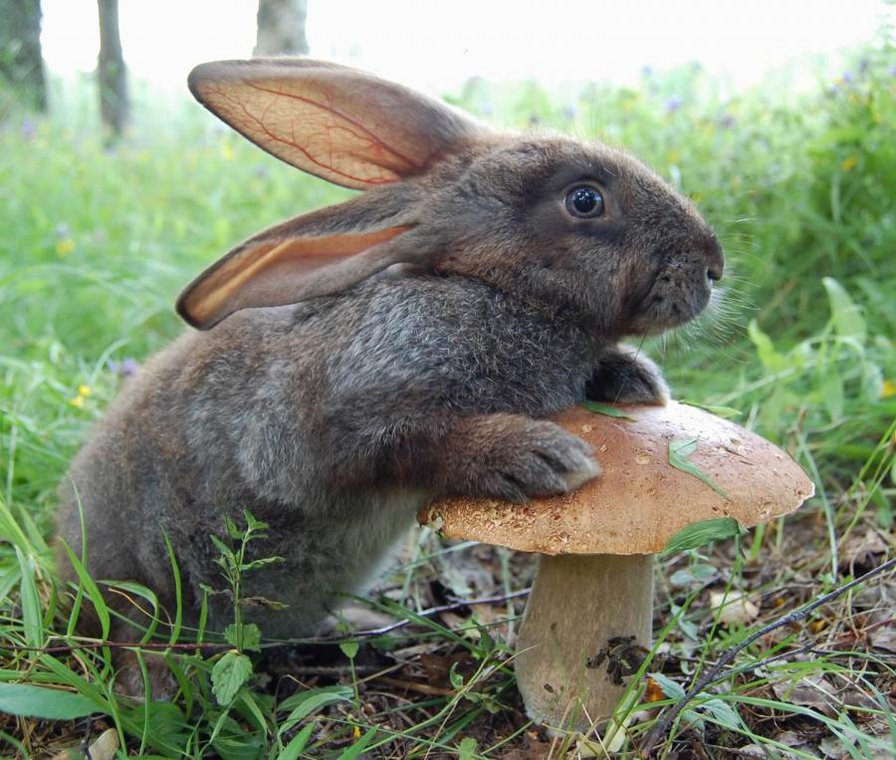 зайчик - животные, природа, заяц, кролик - оригинал