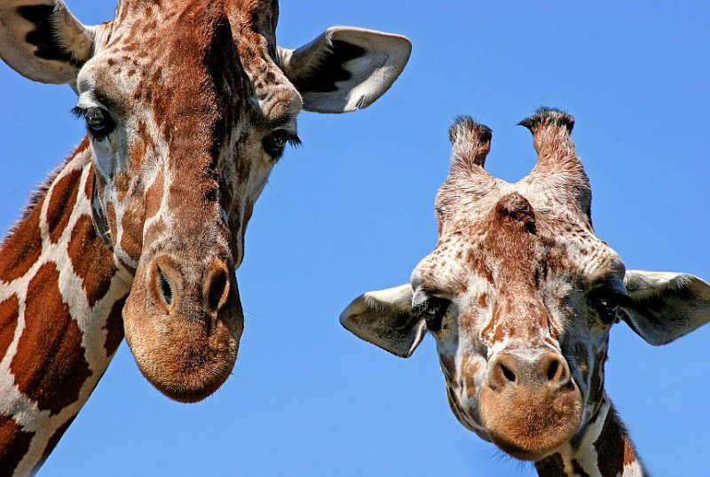 жирафы - животные, жирафы - оригинал