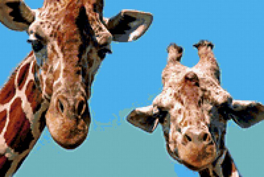жирафы - жирафы, животные - предпросмотр