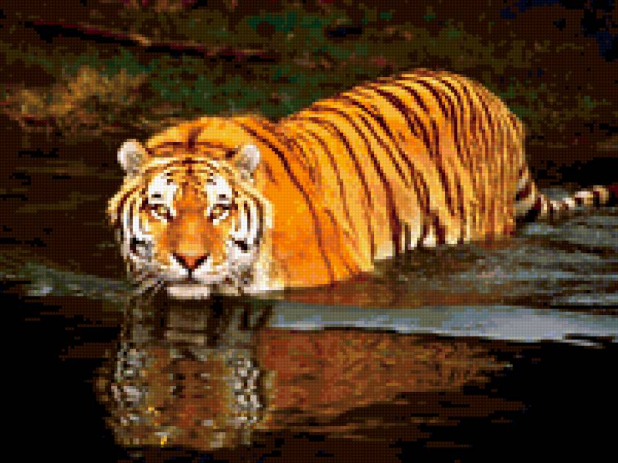 тигр - кошки, пейзаж, тигр, природа - предпросмотр