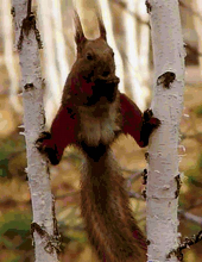 белка на двух березах - природа, белка, пейзаж - предпросмотр