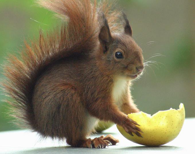 белка - белка, животные - оригинал