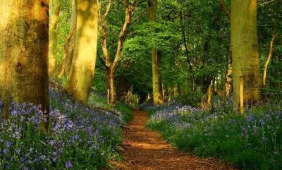 №417244 - деревья, природа, живопись, пейзаж - оригинал