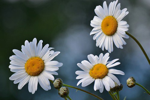 №417251 - цветы, ромашки - оригинал