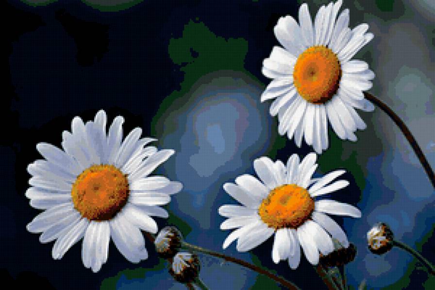 №417251 - ромашки, цветы - предпросмотр