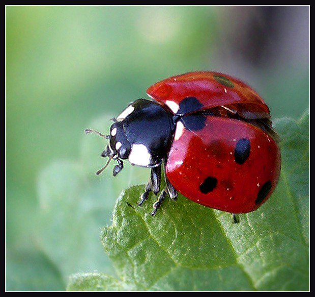 божья коровка - божья коровка, природа - оригинал