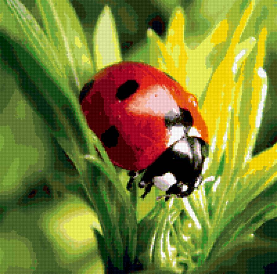 божья коровка - божья коровка, природа - предпросмотр