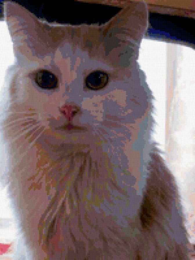 котик - кот, пушистый кот, котик - предпросмотр