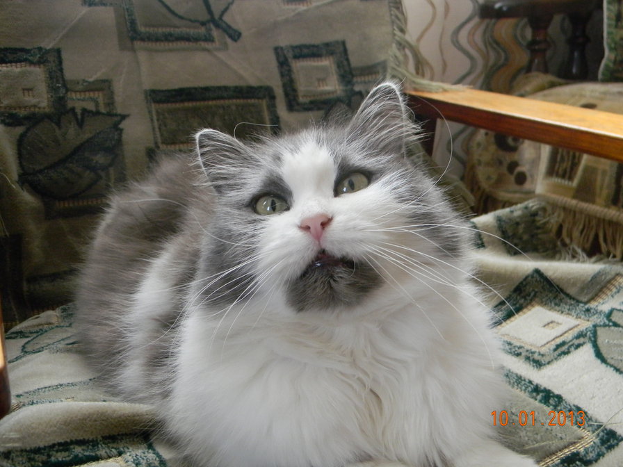 Зямынька - кошки, животные - оригинал