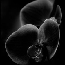 Оригинал схемы вышивки «Черная орхидея» (№417801)