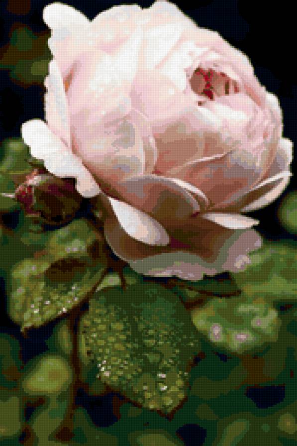 Розочка - розы, цветы - предпросмотр