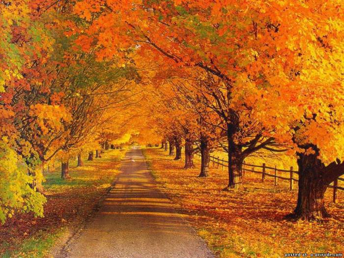 Осенняя дорога - осень, лес, дорога, пейзаж - оригинал