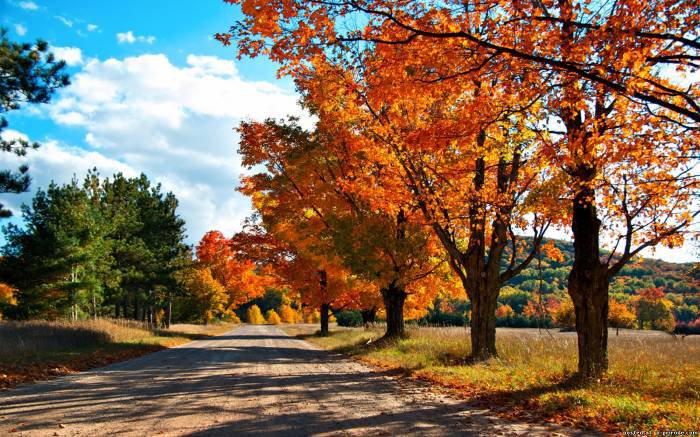 Золотая осень - осень, дорога, пейзаж - оригинал