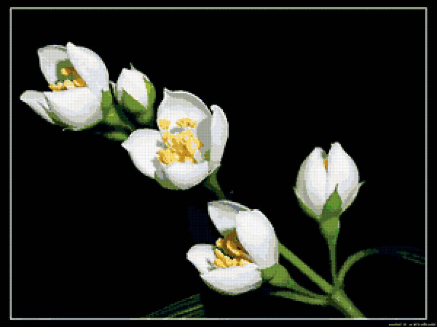 Нежные белые цветы - белые цветы, цветы - предпросмотр