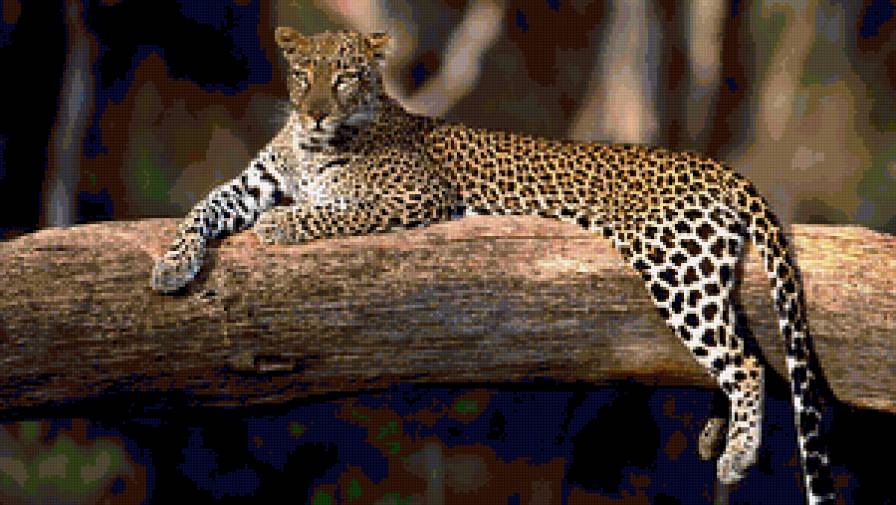 Kiska - животные - предпросмотр