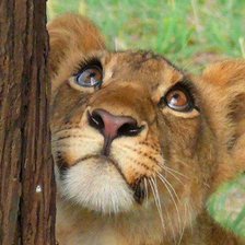 Схема вышивки «львенок»