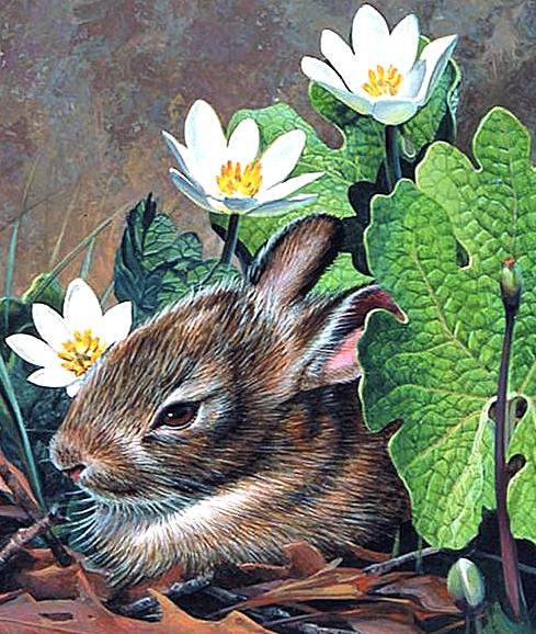 Зайчик - животные - оригинал