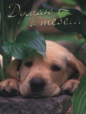 пёсик - собака, животные - оригинал