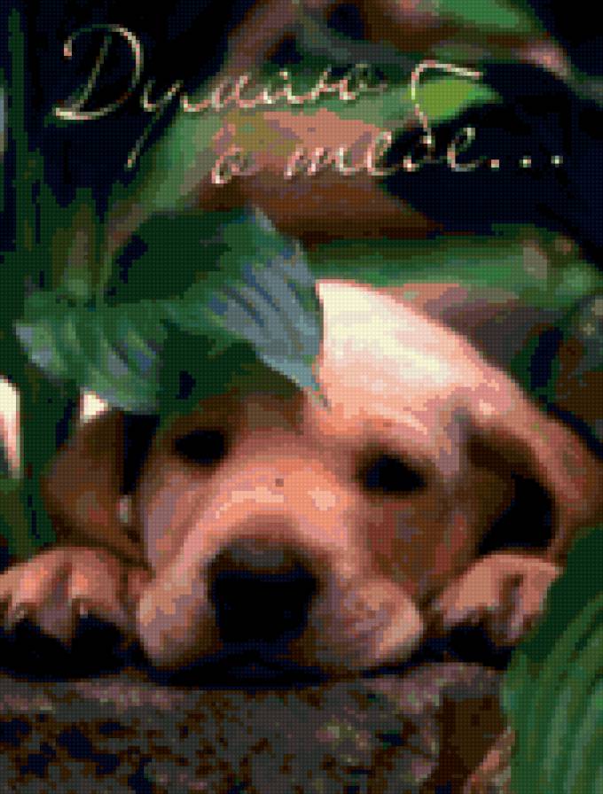 пёсик - собака, животные - предпросмотр