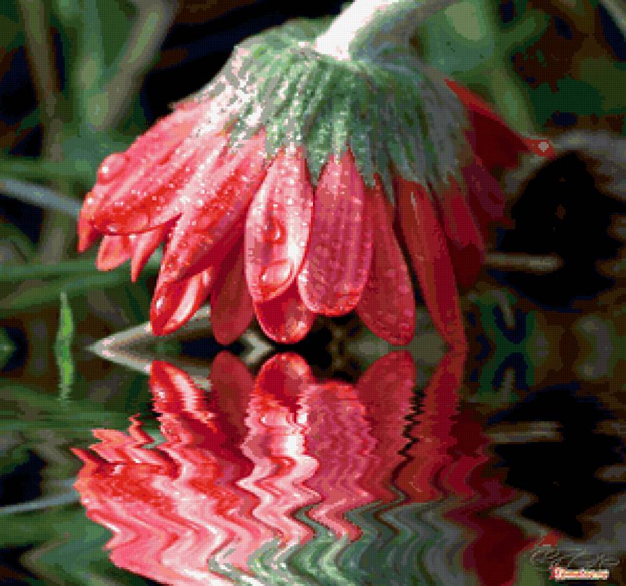 Волшебная гербера - предпросмотр