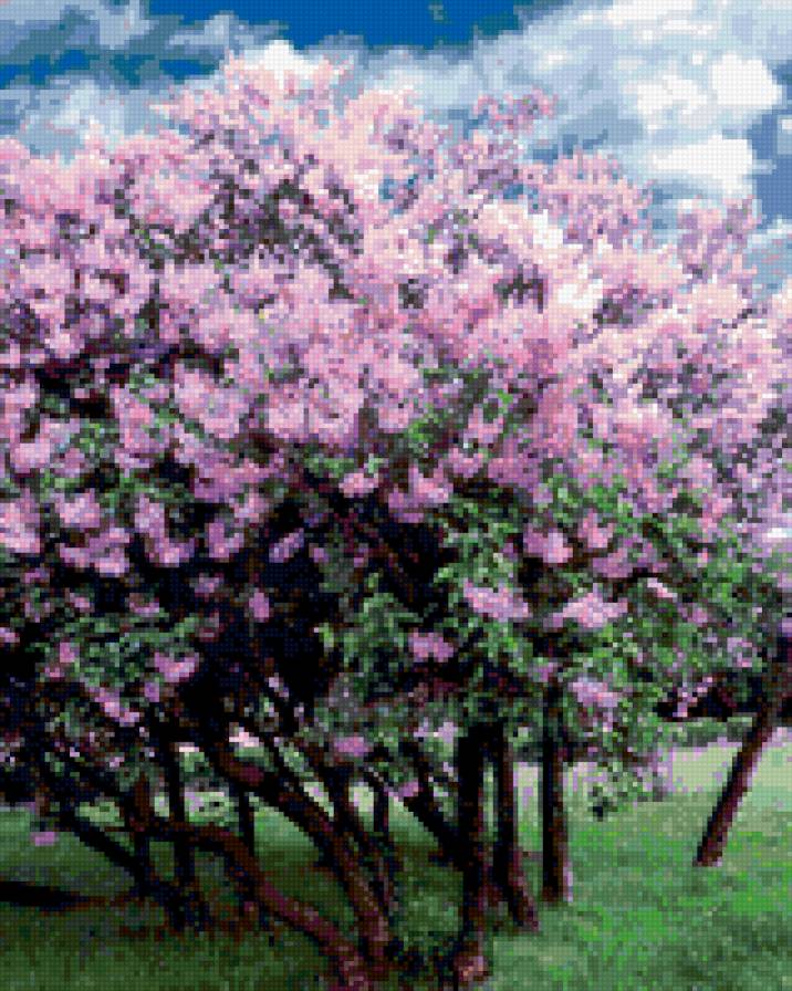 Цветущая сирень - цветущая сирень, цветы, сирень, дерево - предпросмотр
