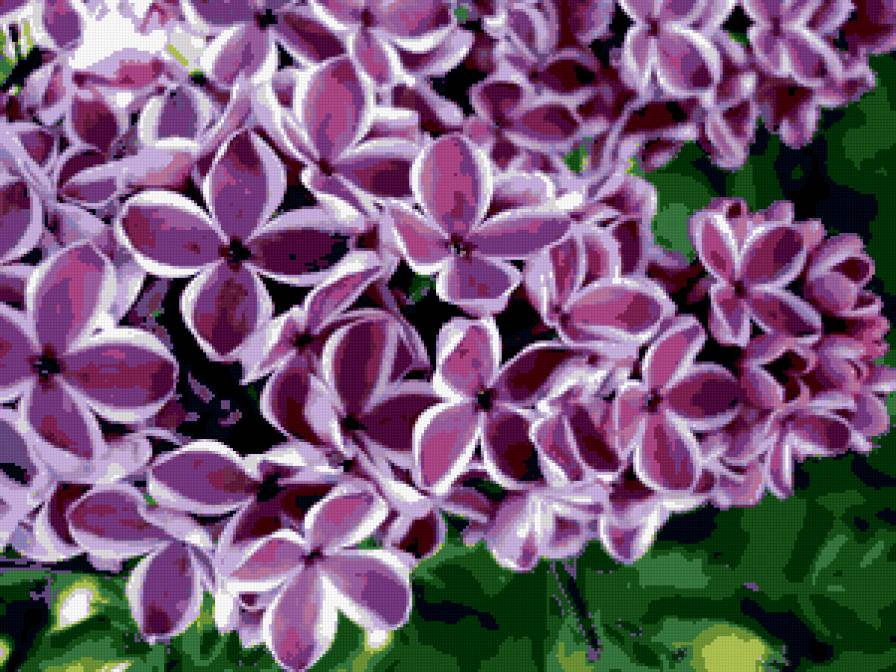 Веточка сирени - сирень.ветка сирени, цветы - предпросмотр