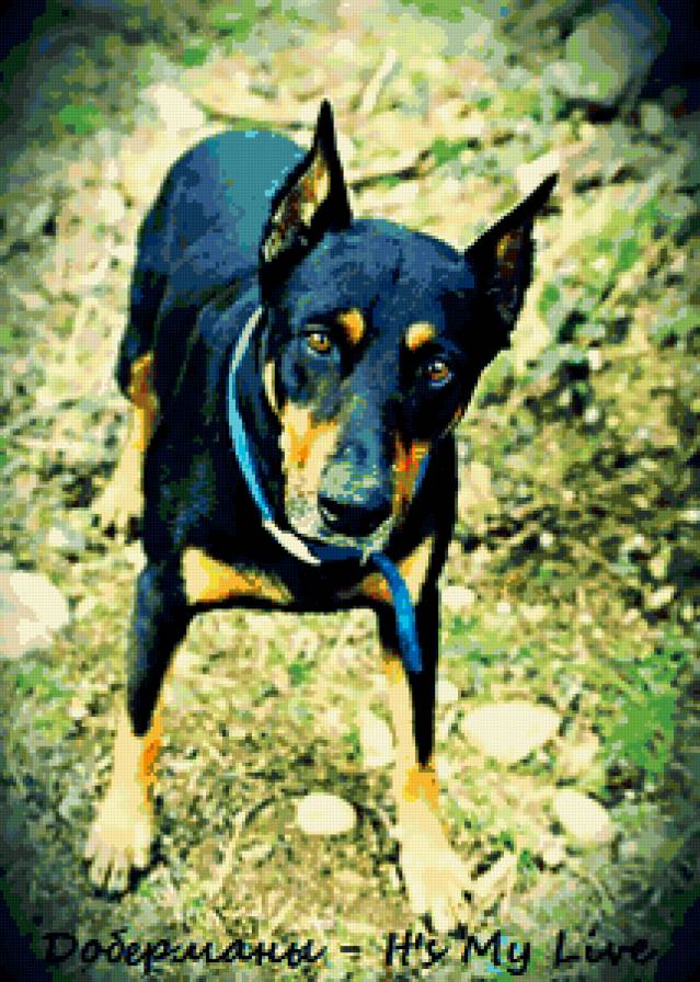 доберман - доберман, собаки - предпросмотр