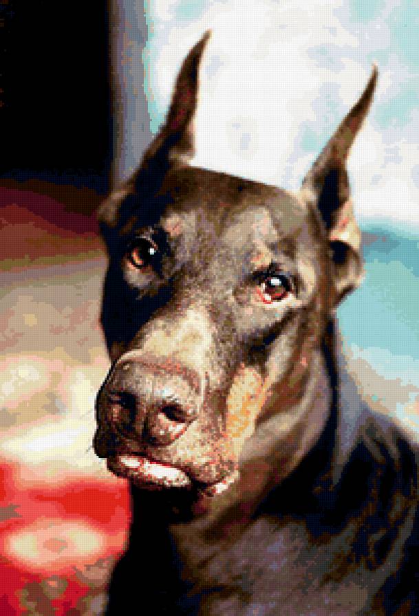 доберман - собаки, доберман - предпросмотр