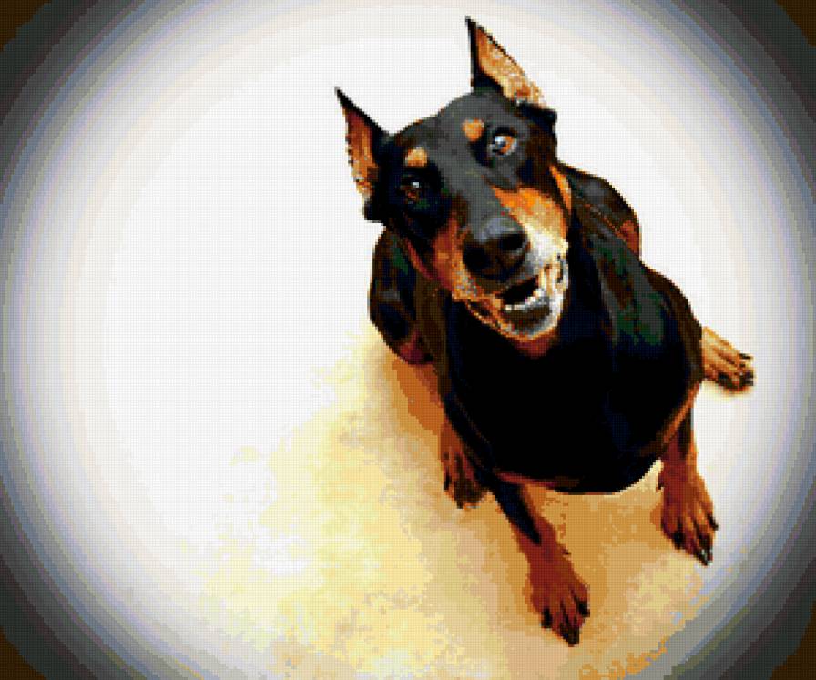 доберман - собаки, доберман - предпросмотр