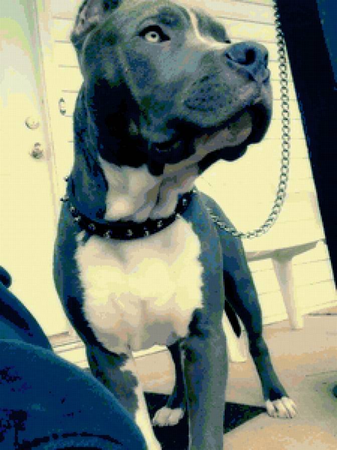 амстафф - стафф, амстафф - предпросмотр