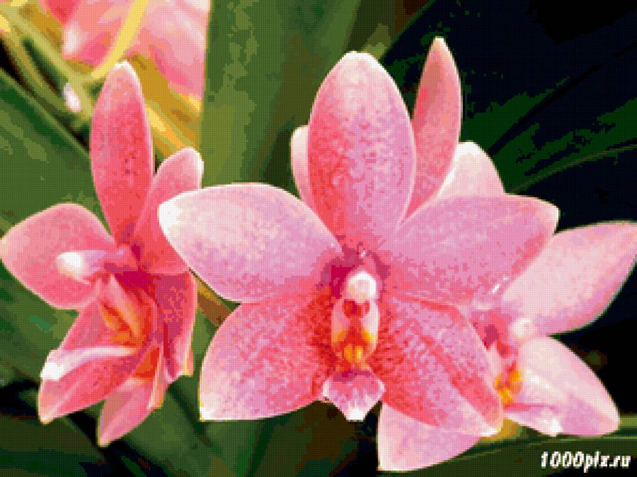 из цикла Орхидеи... - предпросмотр