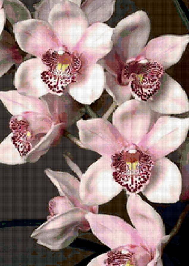 Нежная орхидея - розовый, цветы, орхидея, нежность - предпросмотр