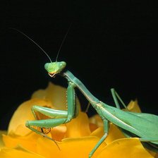 Схема вышивки «Bogomol2»