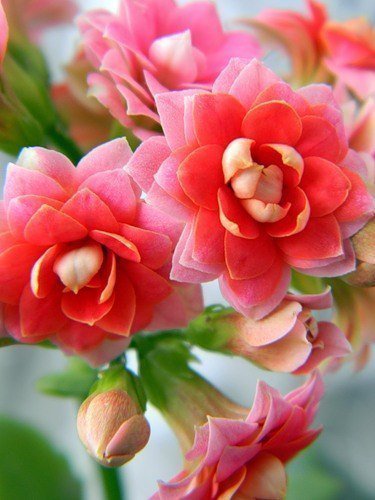 Цветы - цветы - оригинал