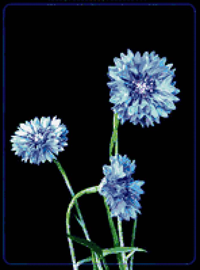васильки - васильки, цветы - предпросмотр