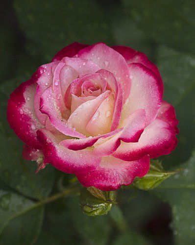 роза - цветы, капли, роза, цветок, розы - оригинал