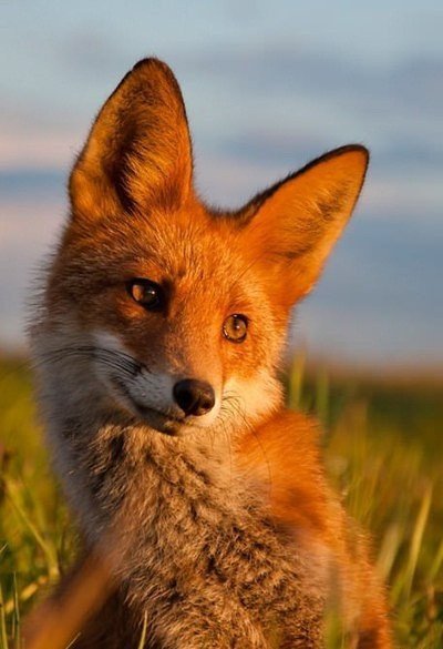 Лисёнок - животные - оригинал