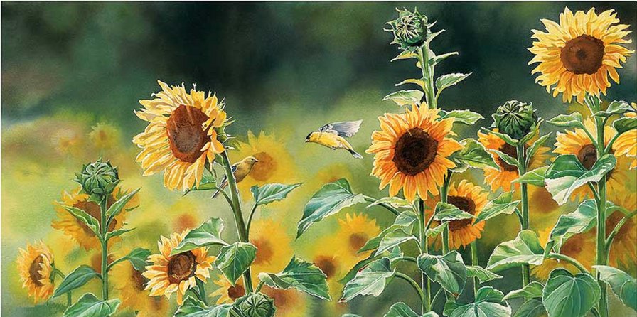 поле подсолнухов - оригинал
