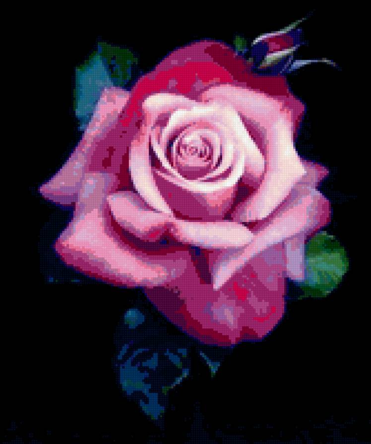 роза - роза, цветок - предпросмотр