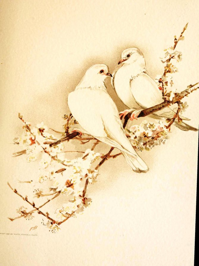 любовь и голуби - птицы - оригинал