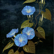 Схема вышивки «вьюнок»