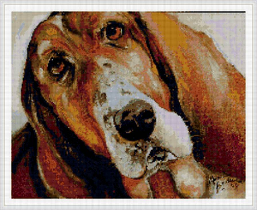 бассет - собаки - предпросмотр