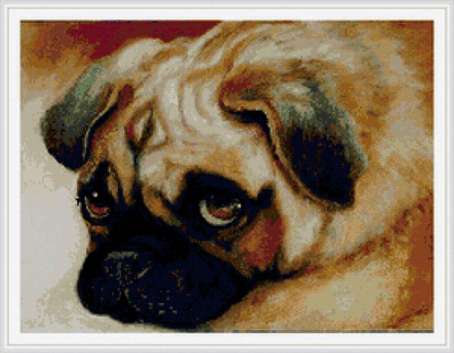 щенок - собаки - предпросмотр