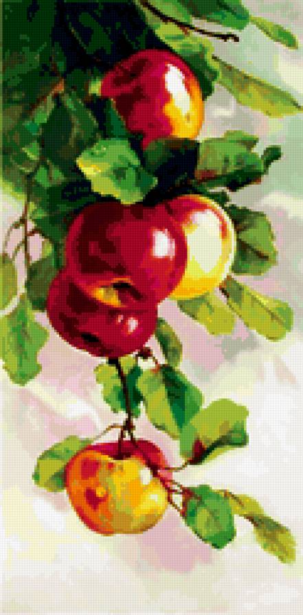 Ветка с яблоками - яблоки - предпросмотр