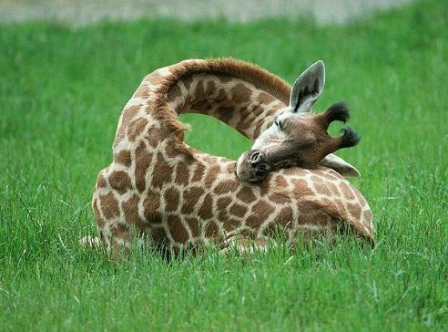 Спящий жираф - жираф - оригинал