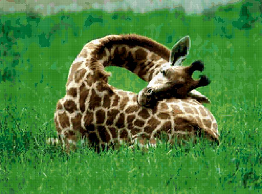 Спящий жираф - жираф - предпросмотр