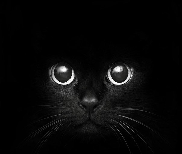 черная кошка - черная кошка, глаза, котенок, кошка - оригинал