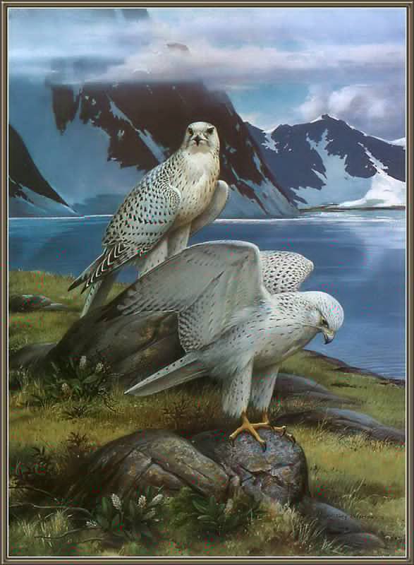 орлы - картина, природа, птицы, горы, орел, красота, лето - оригинал