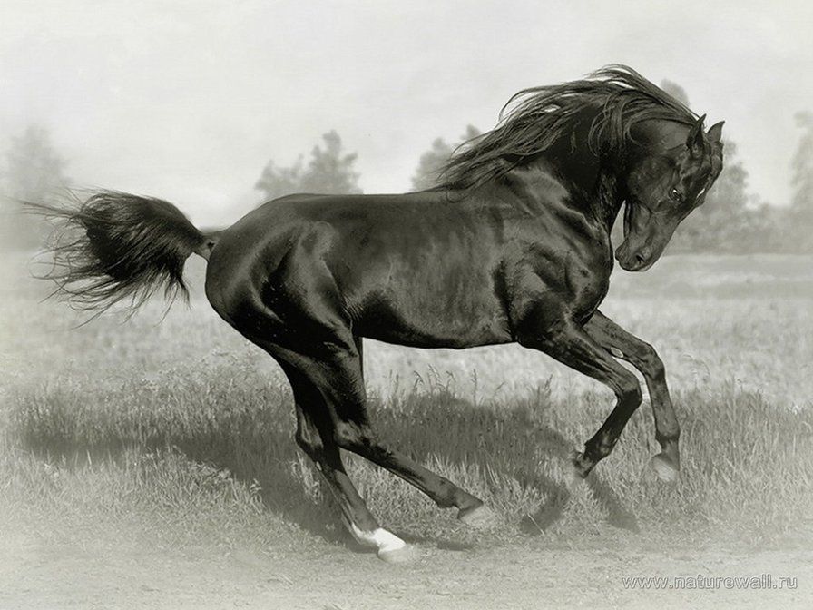 №420352 - лошади - оригинал