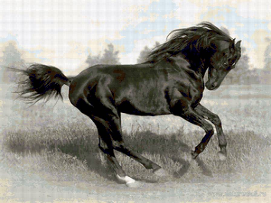 №420352 - лошади - предпросмотр